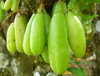 bilimbi q.jpg