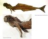 Samaki mtu.jpg