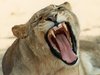 simba-mnyama tisha.jpg