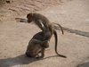 mating monkeys1.jpg mating monkeys1.jpg