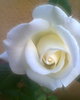 Copy of photo0023.jpg