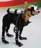 Chihuahua-10.jpg