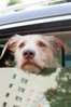 dogs-in-new-zealand-learning-to-drive-eeba7193cdaab42267a356dacfb869813bc6c8ec.jpg dogs-in-new-zealand-learning-to-drive-eeba7193cdaab42267a356dacfb869813bc6c8ec.jpg