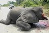 Tembo.jpg