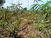 BUKOBA 5.jpg