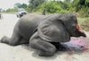 tembo.jpg