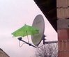 dish umbrella.jpg