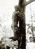428px-Washington_hanging_1916-cropped.jpg 428px-Washington_hanging_1916-cropped.jpg