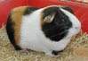 guinea pig.jpg
