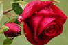Rose-flower.jpg