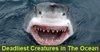 15 Deadliest Creatures in The Ocean.jpg