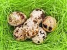 Quail Eggs 3.jpg Quail Eggs 3.jpg