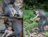 Monkey &cat.jpg