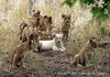 lion-cubs-wild-wings-safaris.jpg