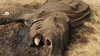 img-1433175713-Tanzania-elephant-extinction-7year-Tmzafrica.jpg