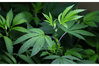 marijuana_full_600.jpg