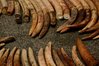 IVORY-PILE.jpg IVORY-PILE.jpg