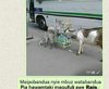 Mbuzi.jpg