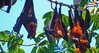 flying foxes pemba.jpg