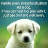 Dog and stress.JPG