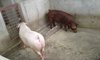 Landrace and Duroc - Copy.jpg