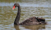 Black_Swan_in_Australia.jpg