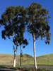 eucalyptus-grandis-trees.jpg