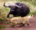 9344212c93985e831af0758410634c22--african-buffalo-big-.jpg