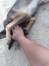 IMG_20230421_073259.jpg
