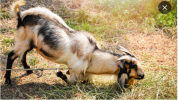 goat.PNG