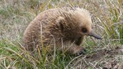 011723_ec_echidna_feat.jpg