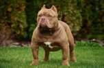 Most-Dangerous-Dogs-American-Bulldog.jpg