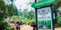 karura-forest.jpg