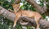 Tree-Climbing-Lions-of-Ishasha-750x450.jpg