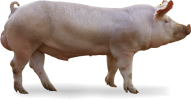 410-e1582098328480.png
