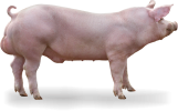 337.png