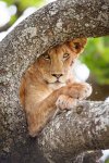 Wildlife Images (20).jpg