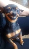 chiwawa.jpg