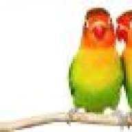 Lovebird