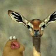 nywele