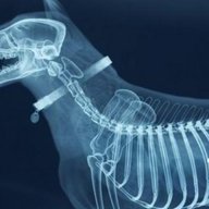 xray