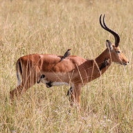 impala