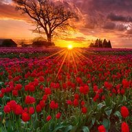 The Strategist Odysseus