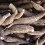 Cassava