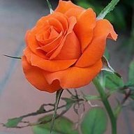 muslim halal thought