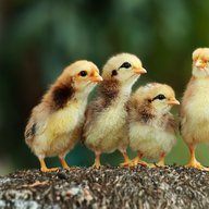 Ahadi Augustino Mlewa