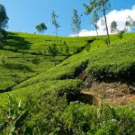 SARAS FARMS TANZANIA