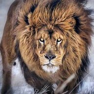 kayumba filam