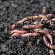 worms