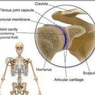 Glenohumeral joint